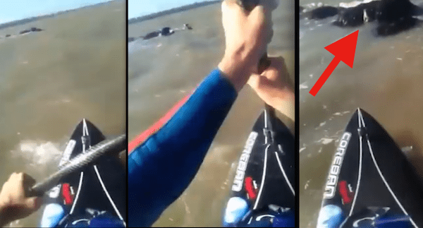 paddleboarder rescues dog