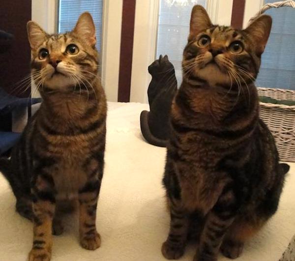 Skipper and Tipper