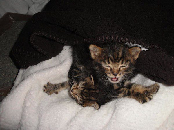 dog-saves-cat-8
