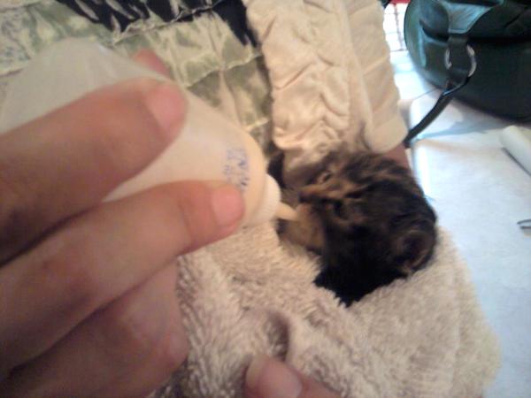 dog-saves-cat-9