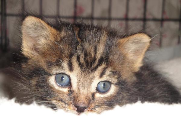 dog-saves-cats-3