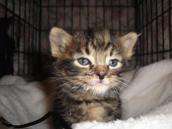 dog-saves-cats-4