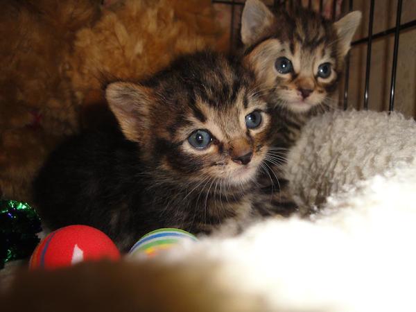 dog-saves-cats-5