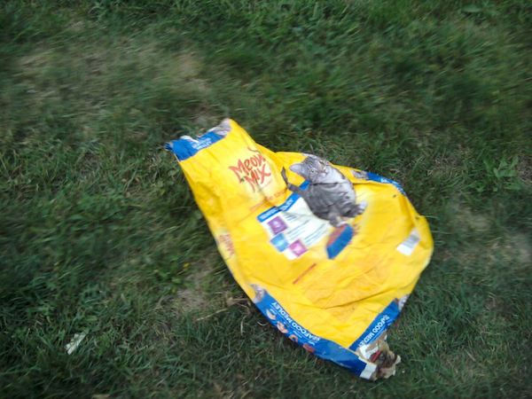 dog-saves-cats-6