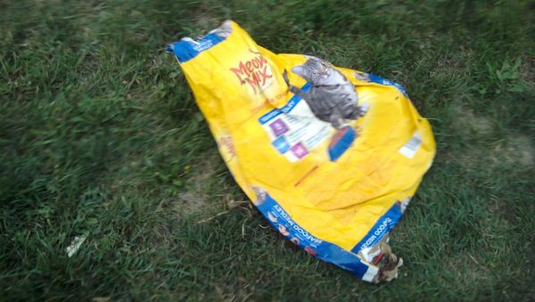 Dog Drags Home Old Cat Food Bag Only For Her Human To Find Kittens Inside