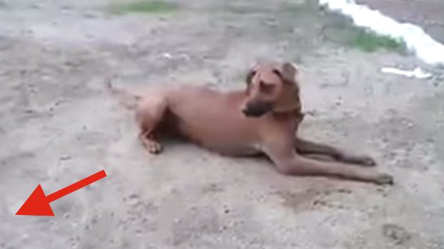 Dog Heroically Saves Her Human When She Thinks He Is Drowning