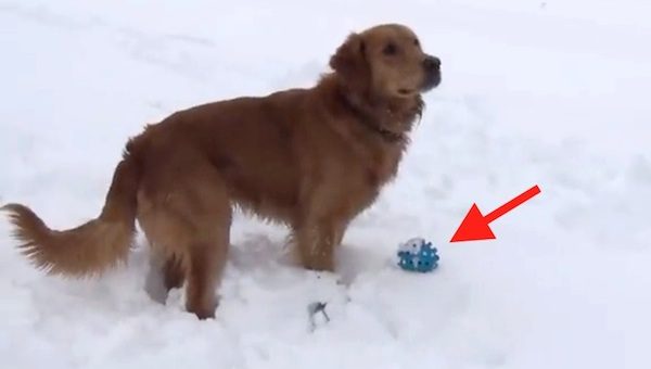 dog confused by squeaky ball