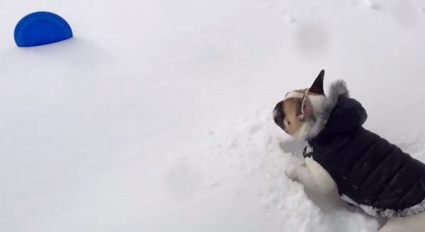 dog wants frisbee in snow
