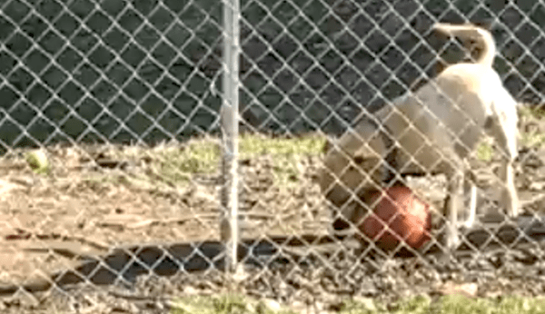 dog with ball