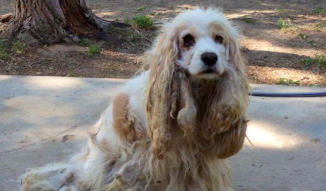 Spaniel found in desert
