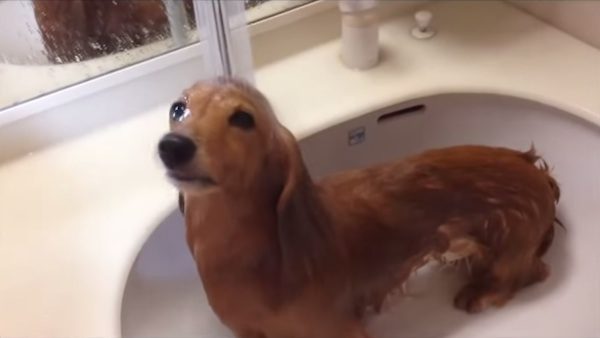 dachshund in sink