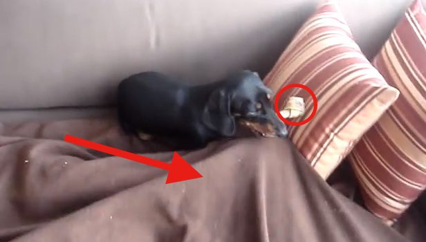Dachshund Tries To Steal His Sibling’s Chew Treat In Hilarious Way