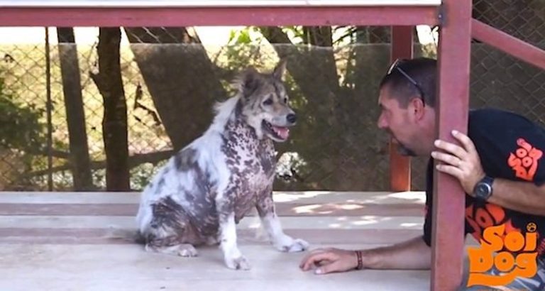 Dog Does Happy Dance Upon Hearing He’s Been Adopted After 4 Long Years At Shelter