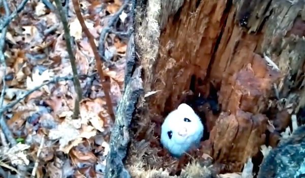 ermine in tree