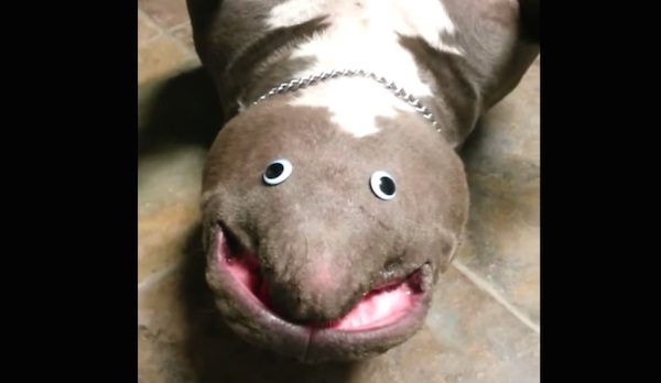googly eyed dog