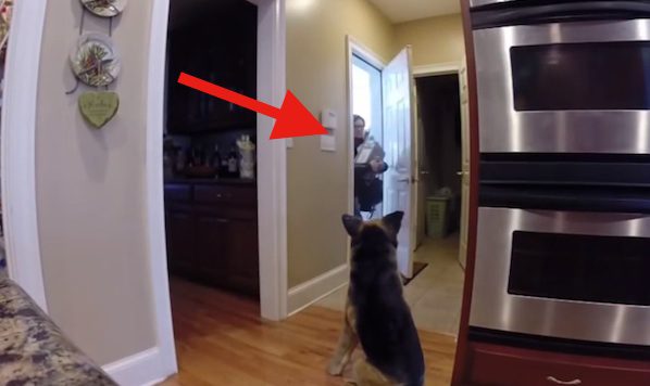 fake dog prank