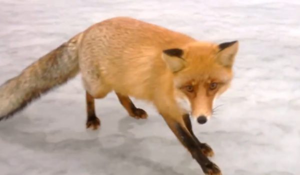 fox goes to fishermen