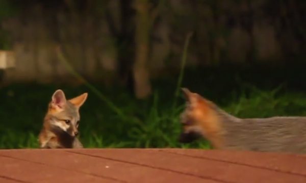 fox kits in back yard