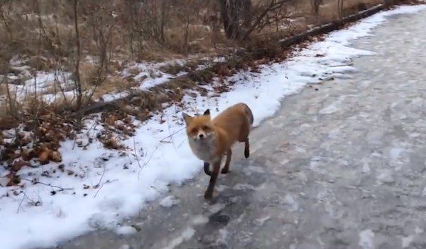 fox on walk