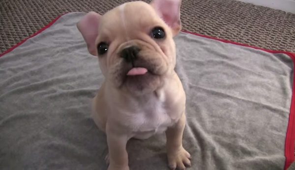 Super Smart French Bulldog Puppy Learning Tricks In Just 4 Days