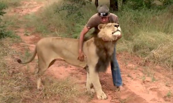 man and his lion