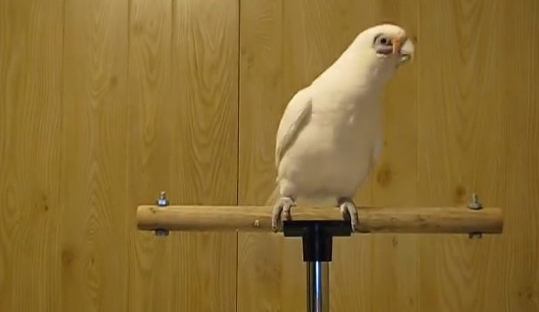 frostie the dancing cockatoo
