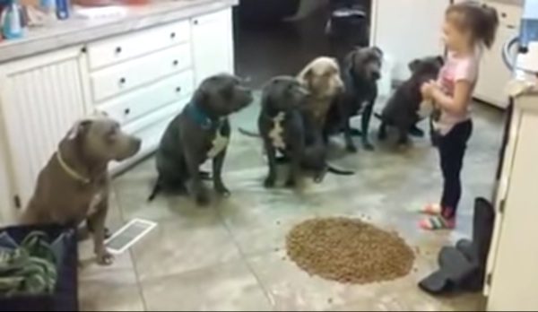 girl feeding 6 pit bulls