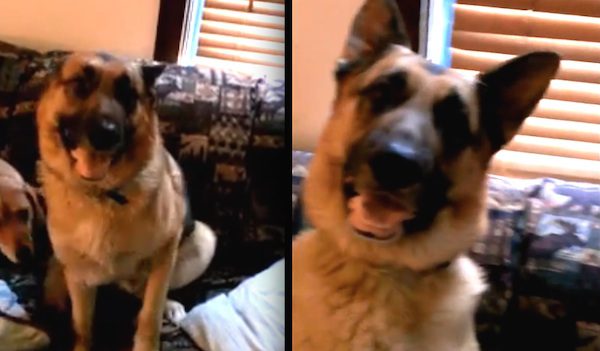 german shepherd vs kennel