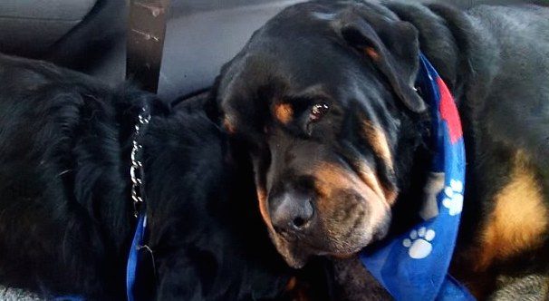 Brutus grieves for his brother