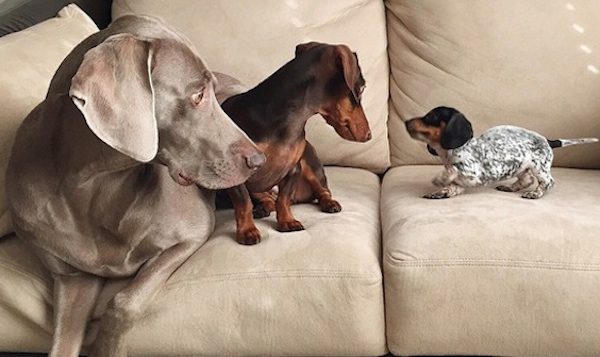 harlow and indiana meet sage