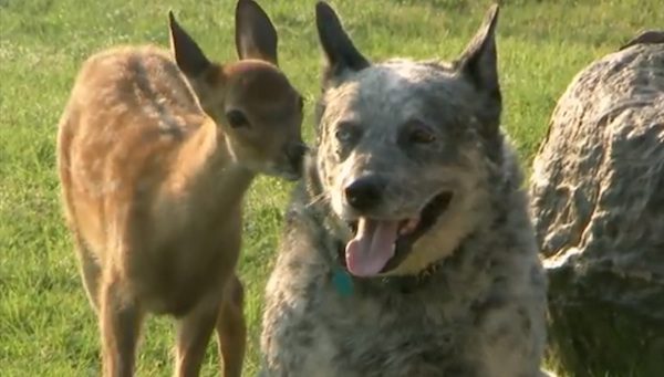 dog friends with fawn