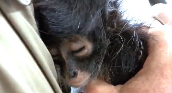 Rescuers Save Injured Newborn Monkey From Poachers