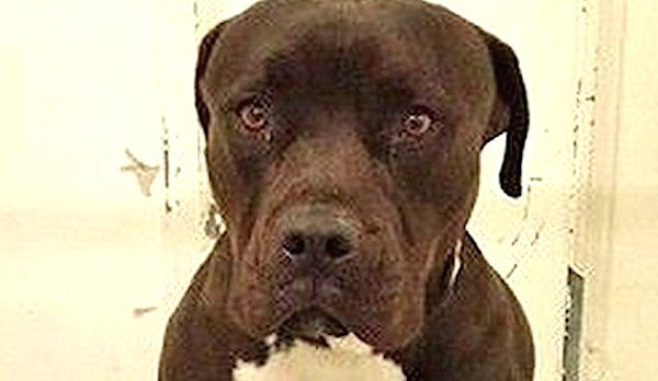 Owner Laughs At Crying Dog Dumped At The Shelter, But Dog Ends Up Getting The Last Laugh