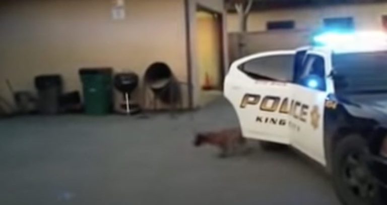 A ‘Criminal’ Thinks He Can Get Away, But Not With This K9 Puppy On Duty