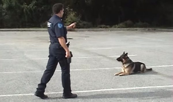 k9 trick