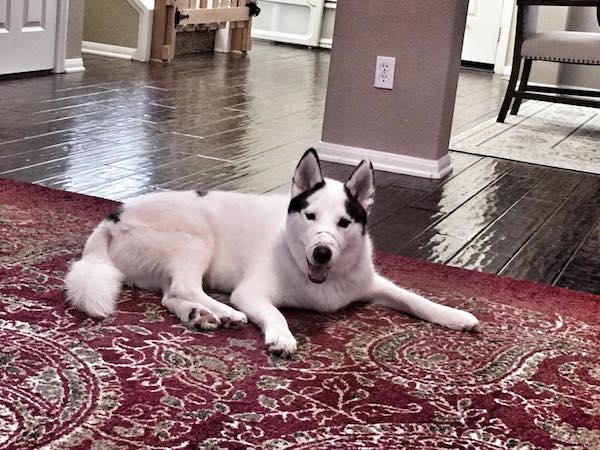 kane-update2