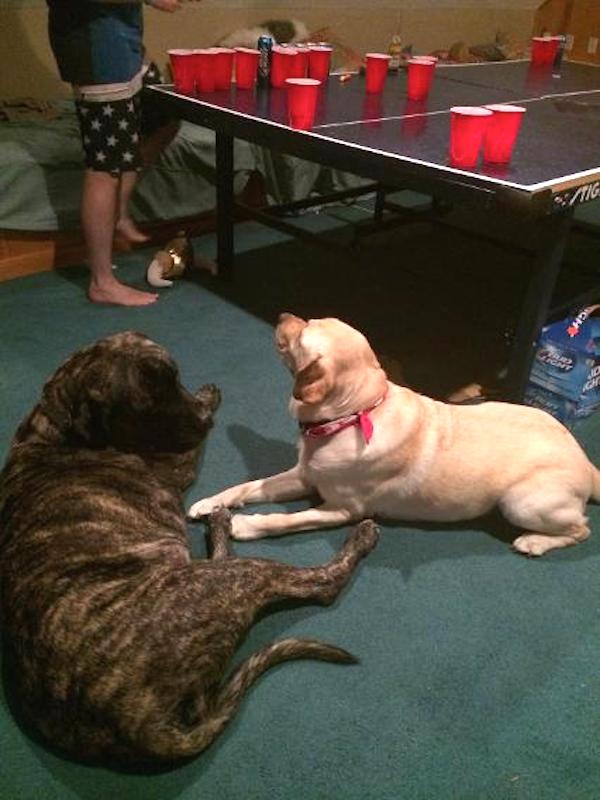 Gizelle meets boy dog