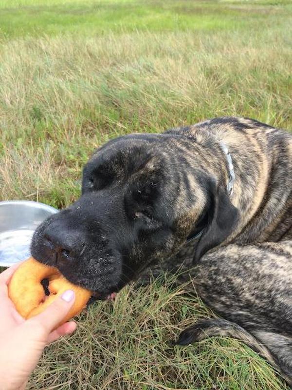 gizelle eats doughnut