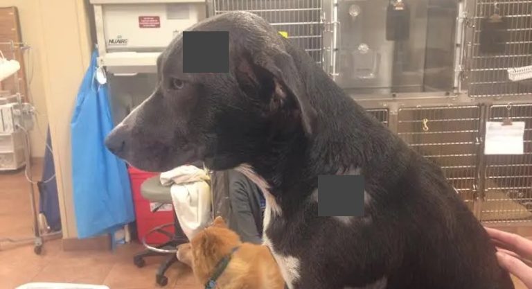 Heroic Dog Takes Two Bullets While Stopping 5 Men During Violent Home Invasion