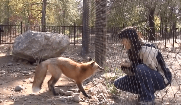 loki the fox