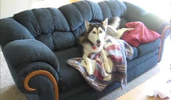 Luka the husky
