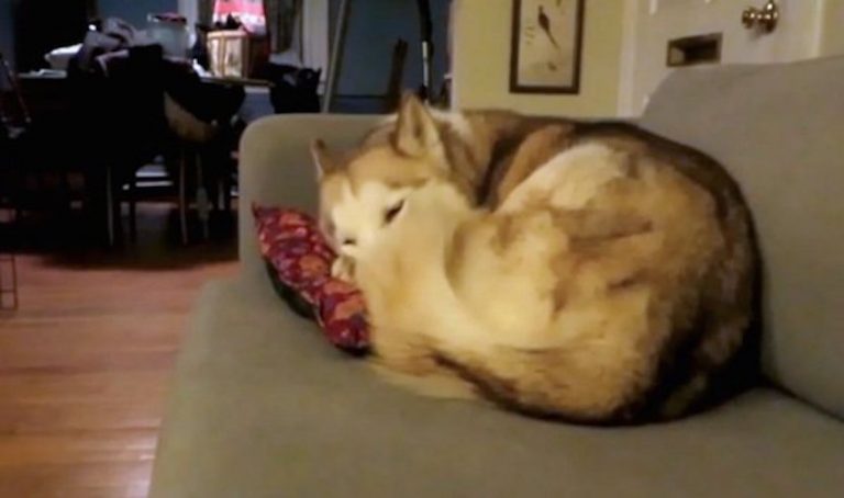 Husky Is Relaxing On A Couch When An Unexpected Visitor Drops By
