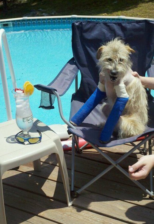Mason the dog