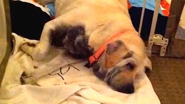dog sick from poor diet