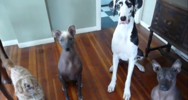 Family’s Motley Crew Of Rescue Animals Will Bring A Smile To Your Face