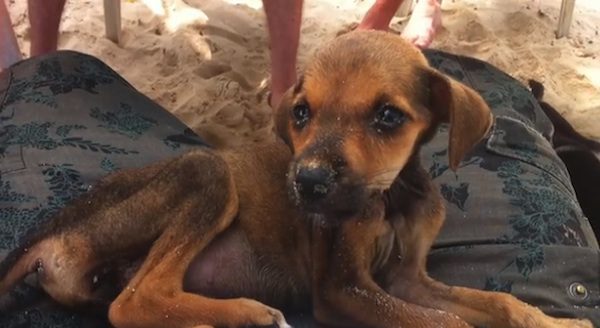 puppy rescued from beach