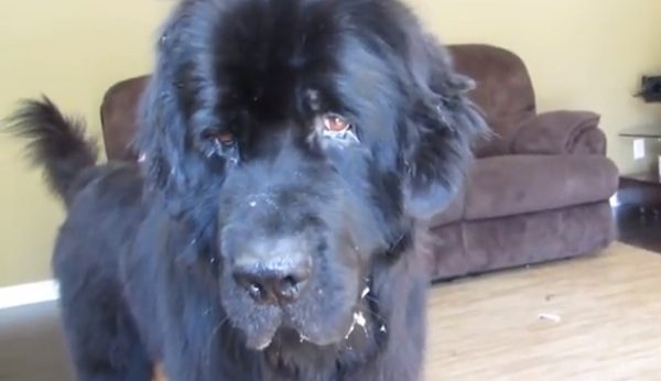 Newfoundland plays hide and seek