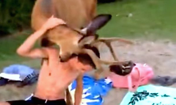 boy encounters deer