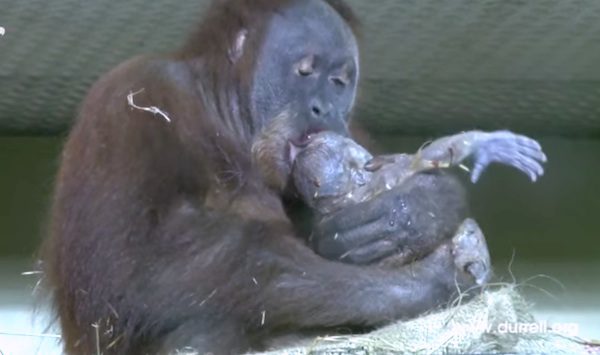 Orangutan gives birth