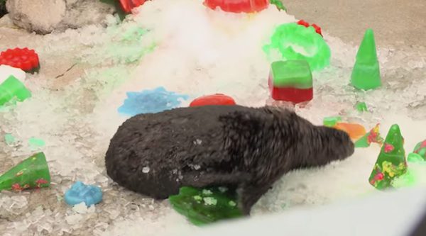 otter enjoys treat